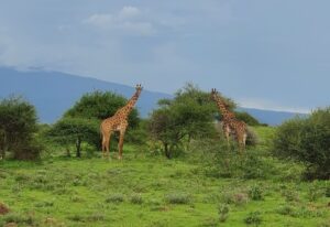 Social Media Reise - Giraffen bei Buschwanderung